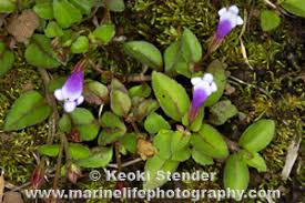 Image result for Linderniaceae