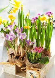 Colorful Spring Flowers In Pots In A Wooden Box Narcissus Primula Crocus Freesia Flower Pots Spring Flowers Bulb Flowers