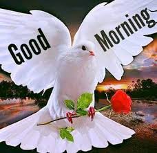 good morning photo के लिए इमेज परिणाम