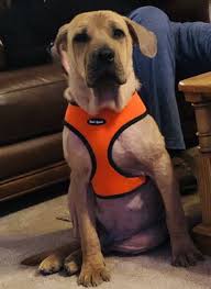 Almost home pet rescue needs your support for aiden's christmas wish. Almost Home Animal Rescue League 25 Photos 24 Reviews Animal Shelters Southfield Mi Phone Number