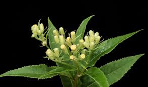 Image result for Senecio speciosus