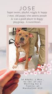 Pin On Ashland Melody Spike Lou Nyx Alcapun Justice Egypt Everest Emmett Steele Barry Klein And Dogs For 06 29 19