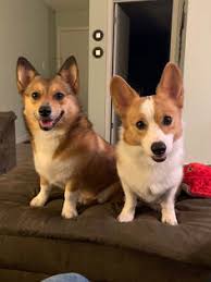 For those inquiring about puppies: Customer Comments Nistler S Farm Corgis