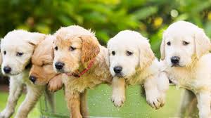 Golden retriever puppies for sale. Genetic Heterogeneity And Diversity Of North American Golden Retrievers Using A Low Density Str Marker Panel Veterinary Genetics Laboratory
