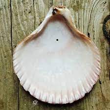 Place a dot on the front side. How To Drill A Hole In A Seashell Without Breaking It