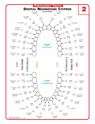 Check spelling or type a new query. Mint Kids Dentistry How To Use The Dental Chart For Your Kids Oral Health Mint Kids Dentistry