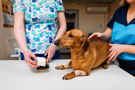 The extent of hair loss from free radical damages has not been well studied, but a few have linked high oxidative stress in the scalp to alopecia (8). How To Deal With Skin Problems In Dachshunds Dachshund Central