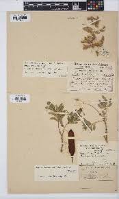 Image result for Philyrophyllum schinzii