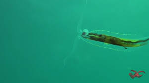 Image result for Phyllorachis