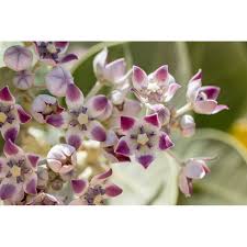 Image result for Hippocratea parviflora