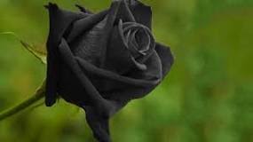 Cosa Significa Regalare Una Rosa Nera?