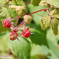 This variety produces abundant crops of large, sweet, dark red berries that are perfect for eating fresh, canning. American Red Raspberry Rubus Idaeus L And Rubus Idaeus L Var Strigosus