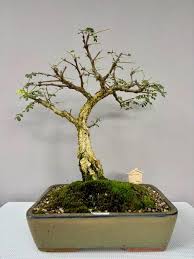 Image result for Acacia burkei