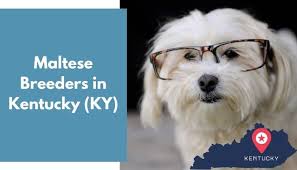 Maybe you would like to learn more about one of these? 4 Maltese Breeders In Kentucky Ky Maltese Puppies For Sale Animalfate