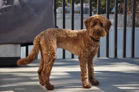 They come in a variety of beautiful colors, including chocolate, cream, red, black, and apricot. Blog Page 7 Labradoodles Of The North