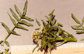 Image result for Rorippa nasturtium-aquaticum