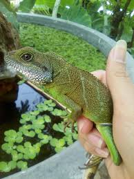 Cuddling A Chinese Water Dragon Chinese Water Dragon Water Dragon Iguana