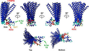 A combined computational and experimental approach reveals the structure of  a C/EBPβ–Spi1 interaction required for IL1B gene transcription