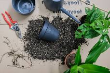 Plant Care Clinic — BOTANY & Co.