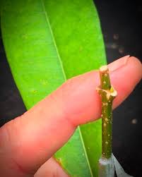 Image result for Tabernanthe elliptica