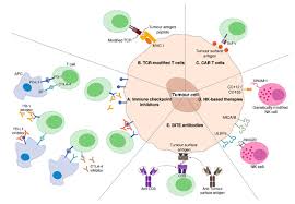 Enjoy imx to ls land games and have fun. Cancers Free Full Text Will Next Generation Immunotherapy Overcome The Intrinsic Diversity And Low Immunogenicity Of Sarcomas To Improve Clinical Benefit Html