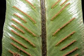 Image result for Asplenium goetzei