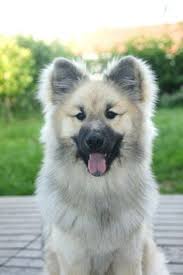It's free to post an ad. 90 Eurasier Ideas Eurasier Dogs Dog Breeds