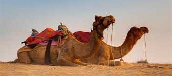 Camel milk may just be what. Benefits Of Camel Milk For Diabetes