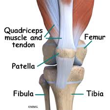 I am totally grossed out my the collarbones.i can feel them! Bipartite Patella In Children Eorthopod Com