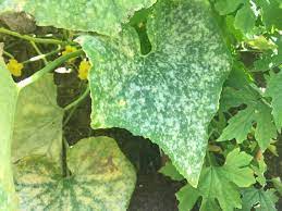 Cucumber Leaf Disease Gardening For Beginners Forum At Permies