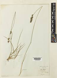 Image result for Arundinella