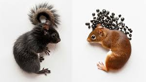 Image result for squirrel poop