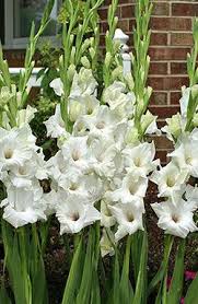 Click Here To View Larger Image Bulb Flowers Gladiolus Flower Gladiolus Bulbs