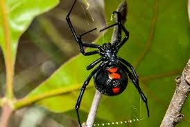 Start date feb 17, 2014. Human Gets Black Widow Spider Bite Then He Can T Pee Pattaya News Pattayatoday