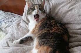 5 prichin pochemu koshki gadyat na postel kak otuchit obshestvo aif ural