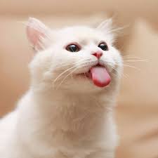 Check spelling or type a new query. The Old Saying Goes Is It True That A Tiger Licks A Piece Of Skin And Drops It One Article To Understand The Tongue Of Cats Inews