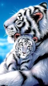 Mama And Kitty White Tiger Animals Wild Cubs Wallpaper Animals