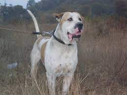 76 to 91 cm weight: Bully Kutta Dog Information Temperament Puppies Pictures