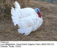Custom, is a broad breasted white. White Turkeys Beauty Of Birds