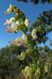 Image result for Coleus calycinus