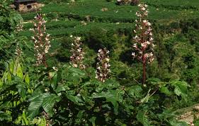 Image result for Eschenbachia stricta