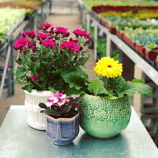 The following is a timeline of the history of the city of buffalo, new york, united states. How To Shop At Your Favorite Local Plant Flower Shops Right Now Step Out Buffalo