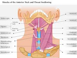 The prominence of the thyroid cartilage, the adam's apple, is often visible and is always palpable. 0514 Muscles Of Anterior Neck And Throat Swallowing Medical Images For Powerpoint Powerpoint Slide Templates Download Ppt Background Template Presentation Slides Images