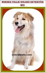 Maybe you would like to learn more about one of these? Border Collie Golden Retriever Mix Golden Collie Breed Information