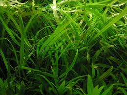 Image result for Hygrophila