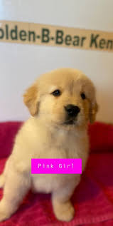 The golden retriever is a gorgeous, large, energetic breed. The Quarantine Puppy Riley The Golden Retriever Mindhandheart