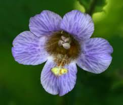 Image result for Mimulopsis arborescens