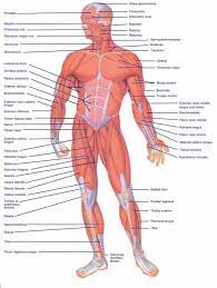 I've labelled the diagrams up to show the main human body muscles. Picture Of Human Body With Organs Labeled Koibana Info Human Body Anatomy Human Muscular System Human Body Diagram