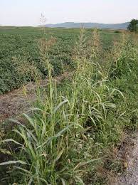 Maybe you would like to learn more about one of these? Control Johnsongrass This Fall