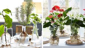 Know this though, almost any plant can be rooted or propagated in water; Gardening 16 Plants That Take Root And Grow In Water Without Soil My Desired Home